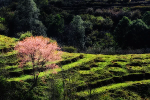 Cherry blossom in springtime — Stock Photo, Image