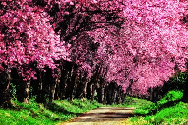 Kiraz çiçeği yolu içinde chiangmai, Tayland — Stok fotoğraf