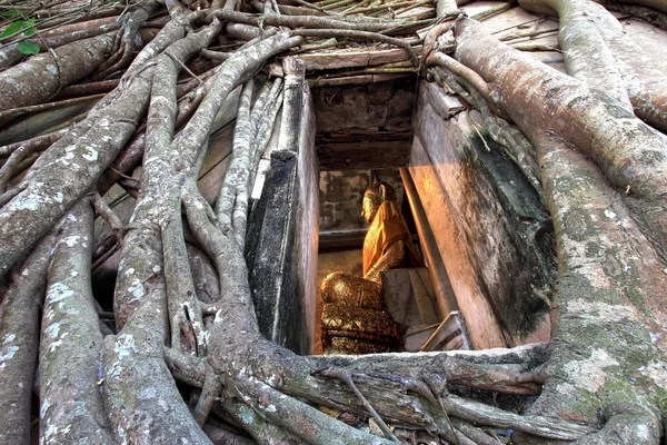 Buddha se podíval oknem s starý kořen posvátný strom — Stock fotografie