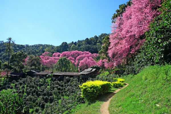 Camino de flores de cerezo con árboles de café — Foto de Stock
