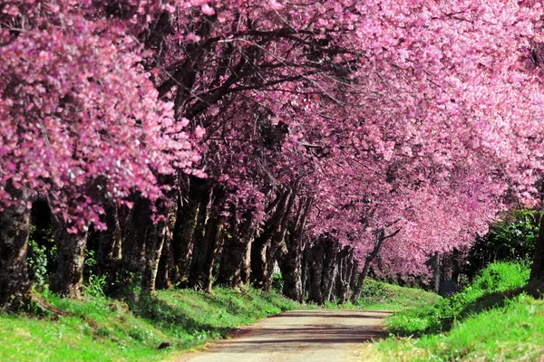 Chemin de la fleur de cerisier à ChiangMai, Thaïlande — Photo