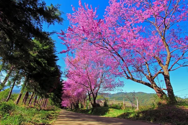 Caminho da flor de cerejeira em ChiangMai, Tailândia — Fotografia de Stock