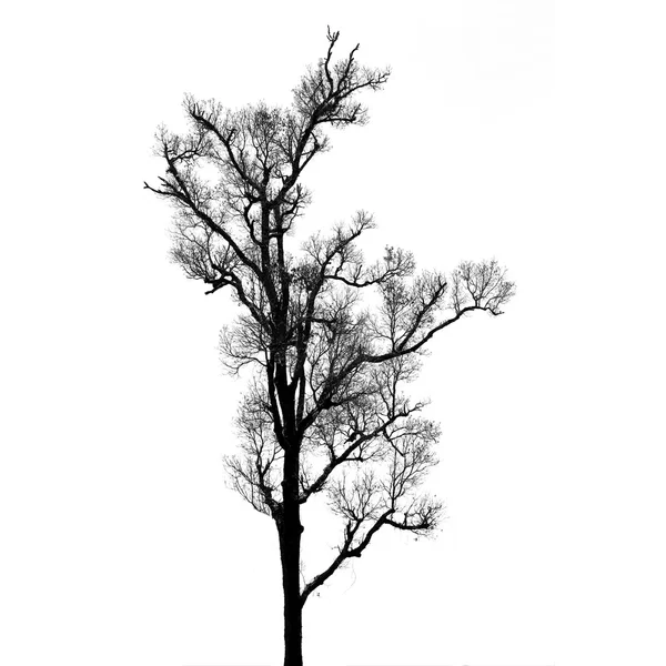 死和干树孤立在白色背景上 — 图库照片