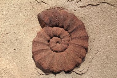 Tarih öncesi fosil kabuğu