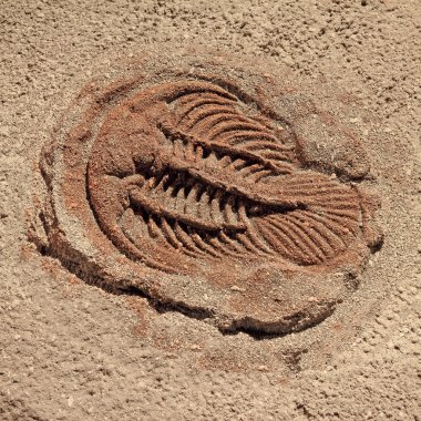 trilobite böceği kaplumbağa Fosili
