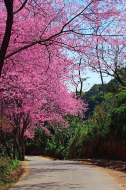 kiraz çiçeği yolu içinde chiangmai, Tayland
