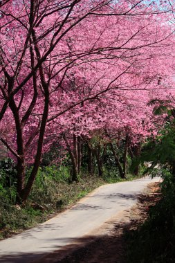kiraz çiçeği yolu içinde chiangmai, Tayland