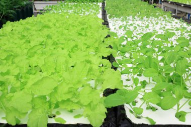 Organik hydroponic sebze