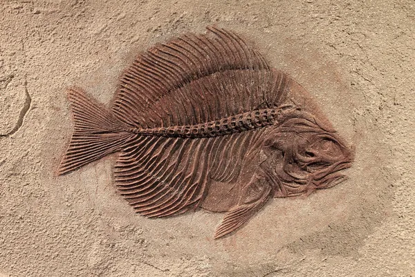 Fischfossil — Stockfoto