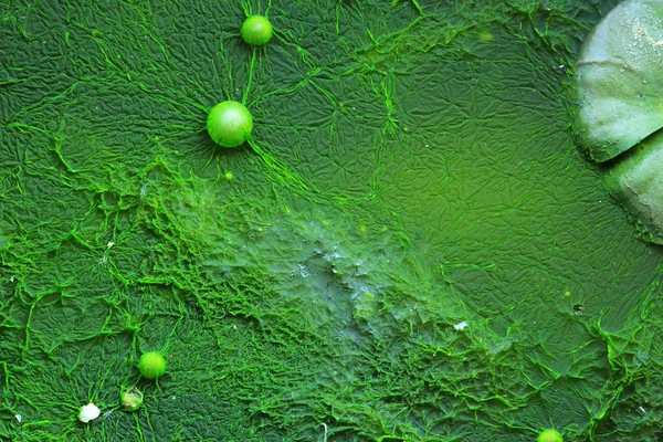 Green algae texture abstract background with bubble — Stock Photo, Image