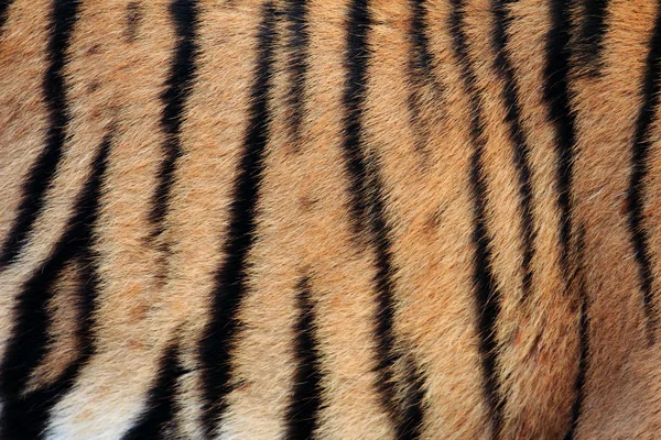 Ekte Tigertekstur – stockfoto