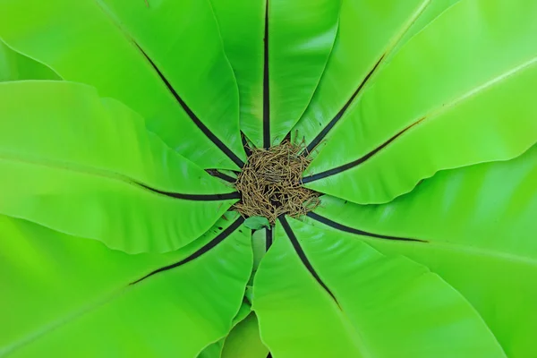 Widok Zanokcica zielona w centrum — Zdjęcie stockowe