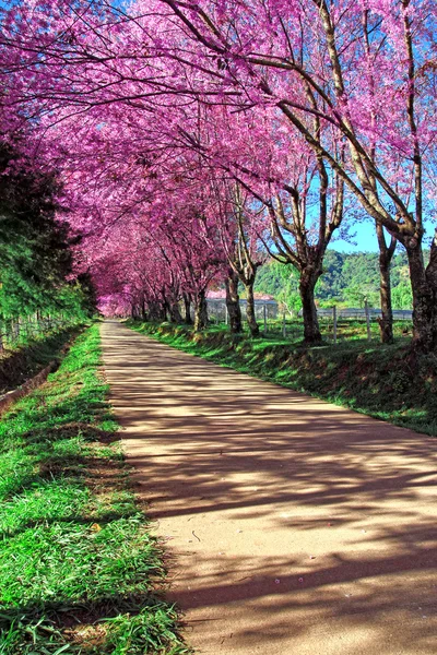 Caminho da flor de cerejeira em ChiangMai, Tailândia — Fotografia de Stock