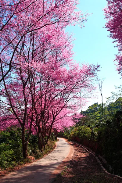 Kersenbloesem traject in chiangmai, thailand — Stockfoto