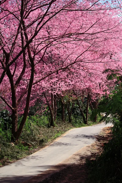 Cherry Blossom Pathway in ChiangMai, Thailand — Stock Photo, Image