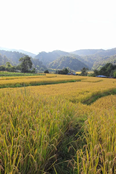 Paddy field in northern of Thailand, Chaingmai — Stock Photo, Image