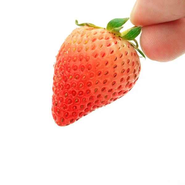 Cueillette des fraises — Photo