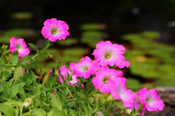 Flor rosa de Petunias con gotas de agua —  Fotos de Stock