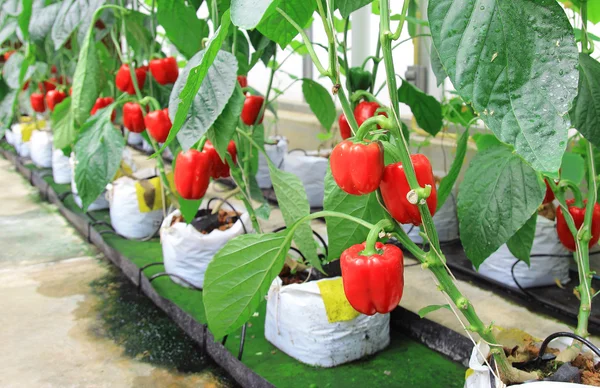 Pepper plant — Stock Photo, Image