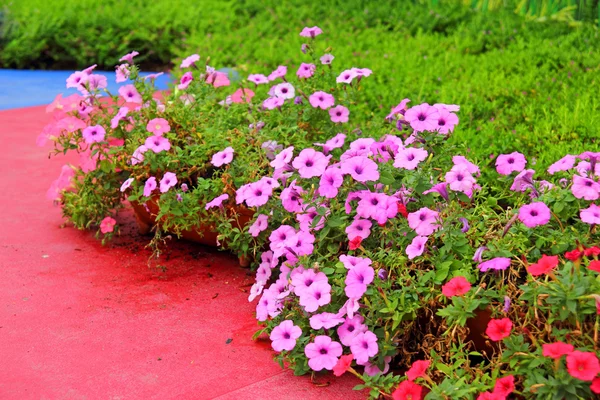 Petunias flower in the garden — Stock Photo, Image