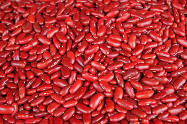 Modèle de haricots rouges — Photo