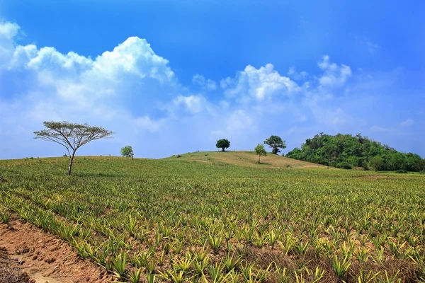 Câmpuri de ananas — Fotografie, imagine de stoc