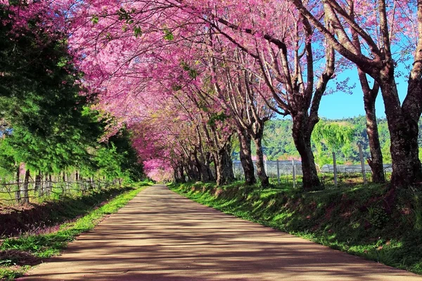 Kiraz çiçeği yolu içinde chiangmai, Tayland — Stok fotoğraf