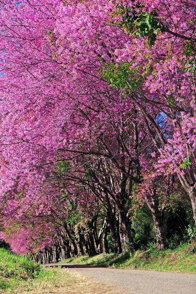 Kiraz çiçeği yolu içinde chiangmai, Tayland — Stok fotoğraf