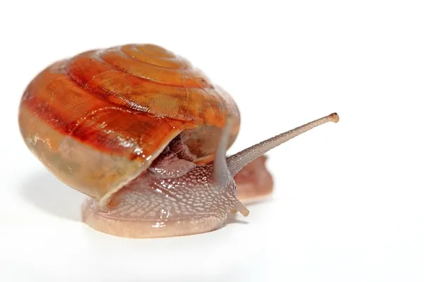 Snail (Helix aspersa) isolated white background — Stock Photo, Image