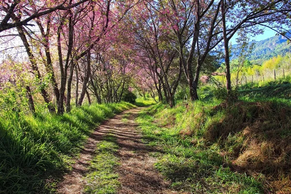 Sakura pink road in ChiangMai, Thailand — Stock Photo, Image