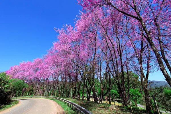 Cherry Blossom Pathway in ChiangMai, Thailand — Stock Photo, Image