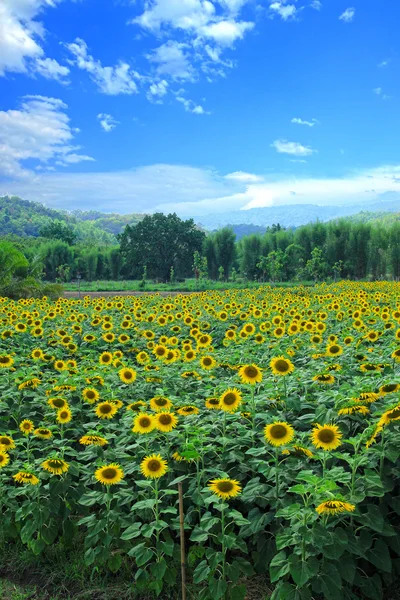 Sonnenblume auf dem Feld mit blauem Himmel — Stockfoto