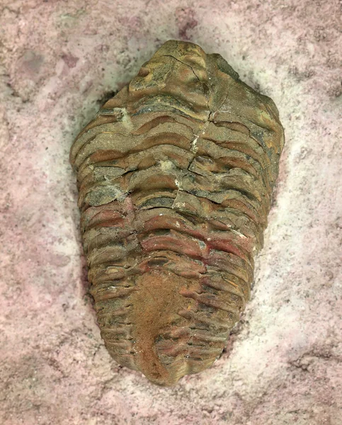 Trilobite Scarabeo fossile — Foto Stock