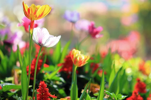 Jardín de tulipanes — Foto de Stock