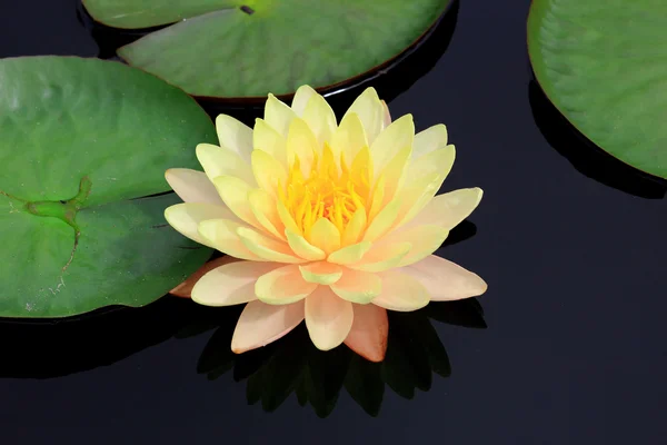 Water lilly on the lake — Stock Photo, Image