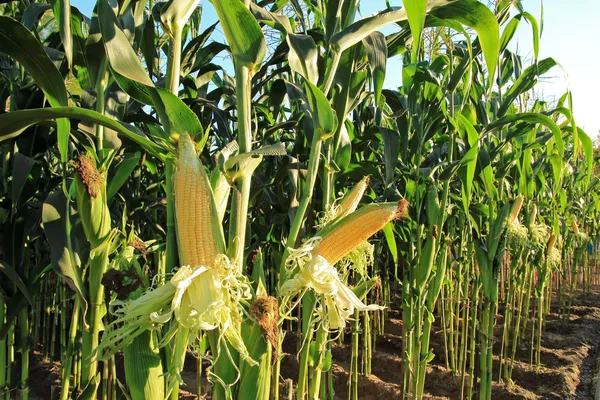 Campo de milho, milho na espiga — Fotografia de Stock