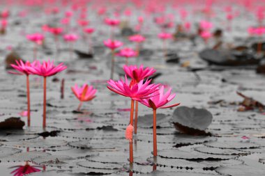 Lotus alanı
