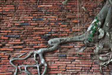 eski kök ağaç üzerinde eski tuğla