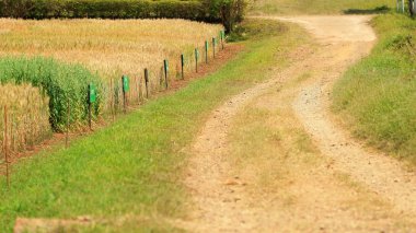 Buğday tarlasında köy yolu
