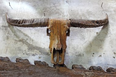 Buffalo skull eski duvar