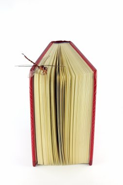 kitap ve beyaz zemin üzerine yusufçuk