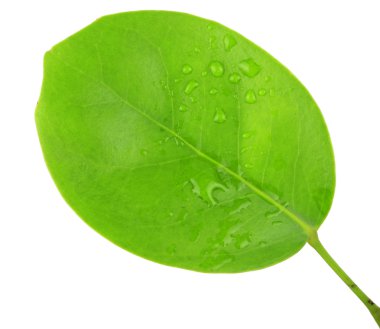 Su damlalı yeşil yaprak