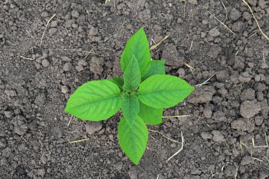 Yerde yeşil bir bitki