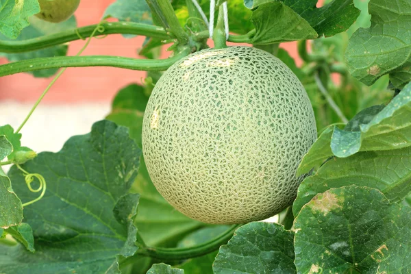 Close up of fresh cantaloupe still on the plant — Stock Photo, Image