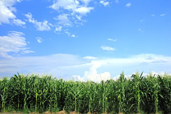 Maïsveld, maïs op de kolf — Stockfoto