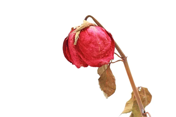 Dried rose isolated white background — Stock Photo, Image