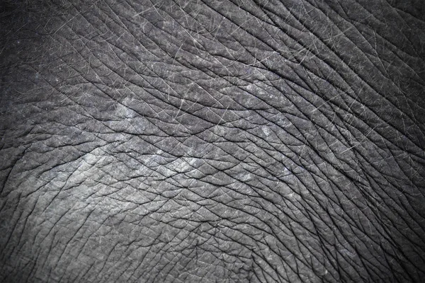 大象皮肤纹理的 — 图库照片