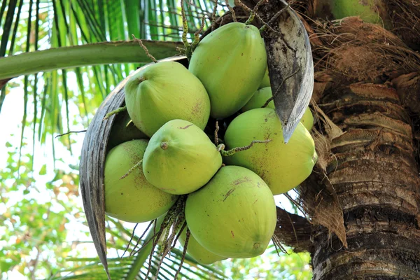 Свежий кокос на дереве — стоковое фото