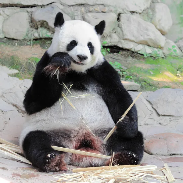 Olbrzymia panda jedząca bambus — Zdjęcie stockowe