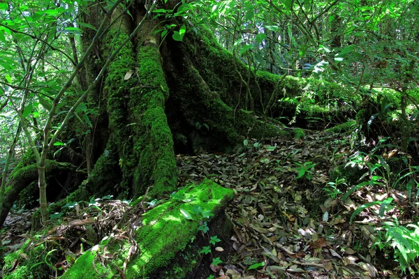 Bosque verde en la montaña Inthanon, Chiang mai Tailandia —  Fotos de Stock